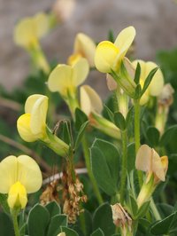 Lotus maritimus