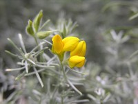 Lotus mascaensis