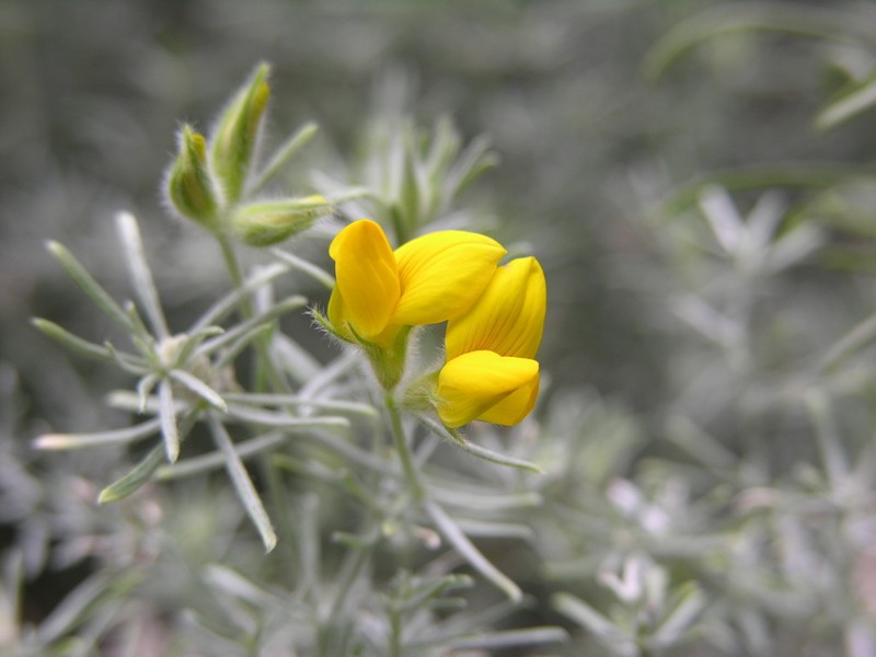 Lotus mascaensis