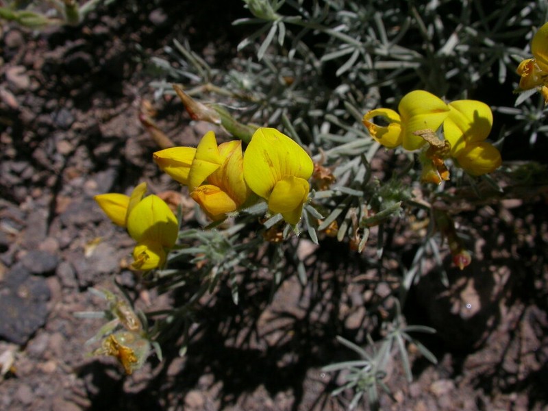 Lotus mascaensis photo 2