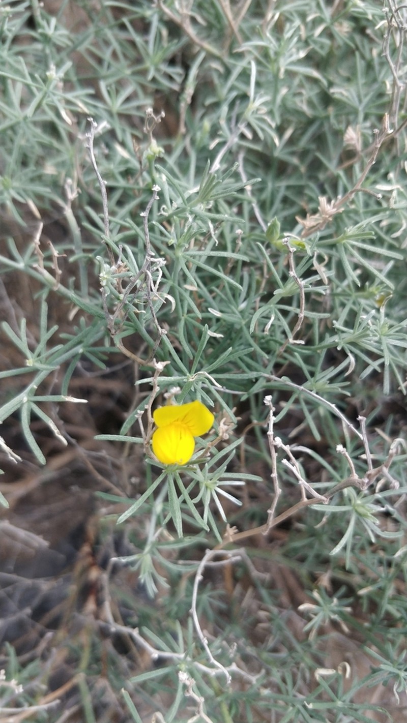 Lotus mascaensis photo 3