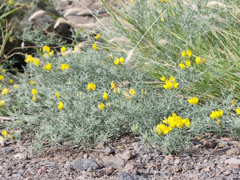 Lotus mascaensis photo 4