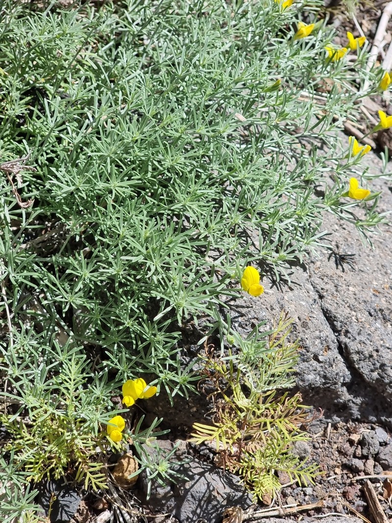 Lotus mascaensis photo 6