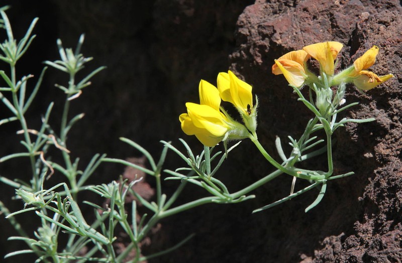 Lotus mascaensis photo 7