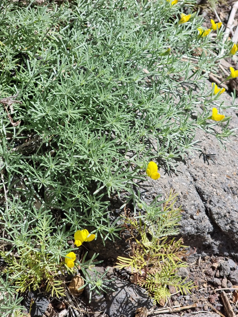 Lotus mascaensis photo 8