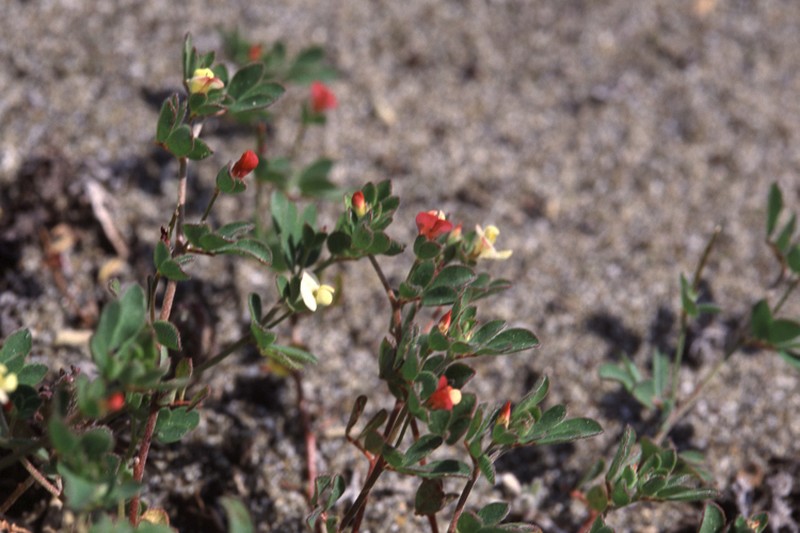 Desert Deervetch
