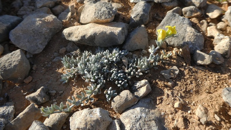 Lotus mollis