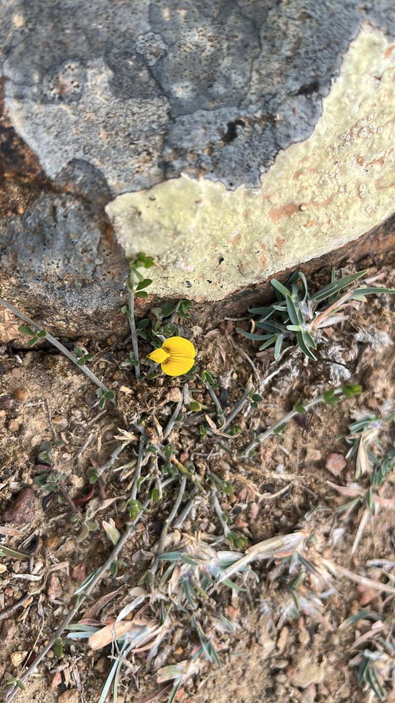 Lotus mollis photo 3