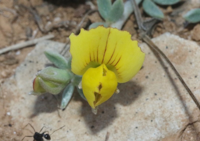Lotus mollis photo 4