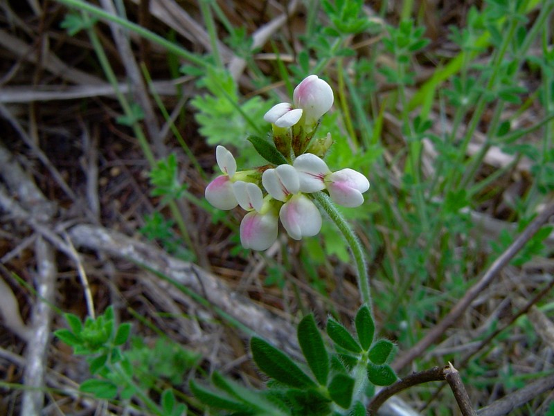 Lotus namulensis photo 2