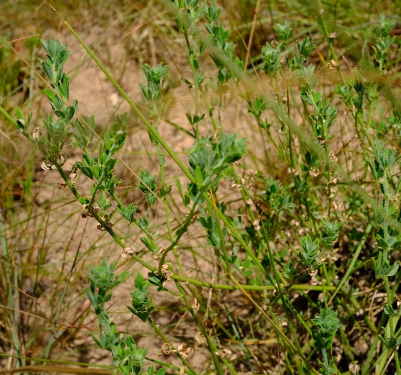 Lotus namulensis photo 3