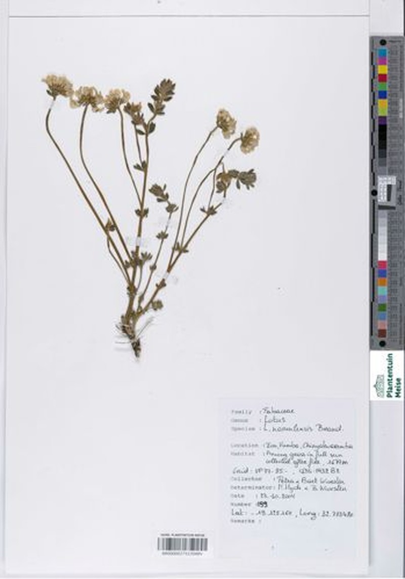 Lotus namulensis photo 5
