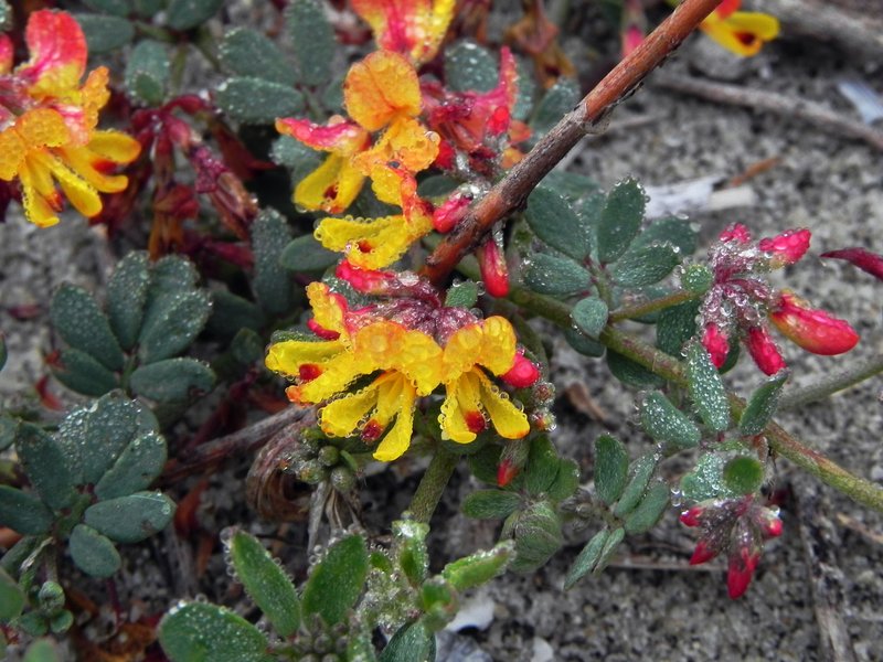 Wire Bird's-Foot Trefoil