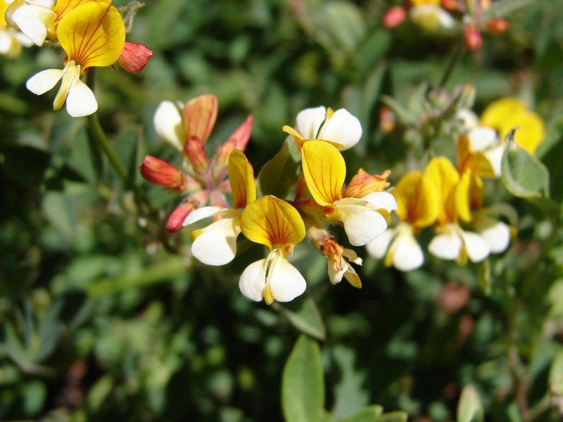 Streambank Bird's-Foot Trefoil