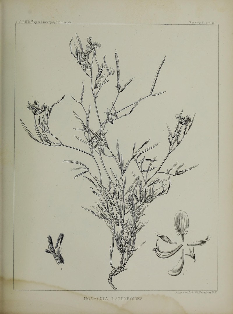 Streambank Bird's-Foot Trefoil photo 4