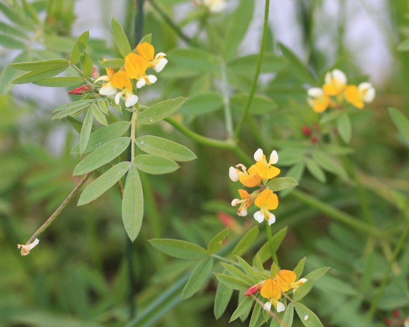 Streambank Bird's-Foot Trefoil photo 2