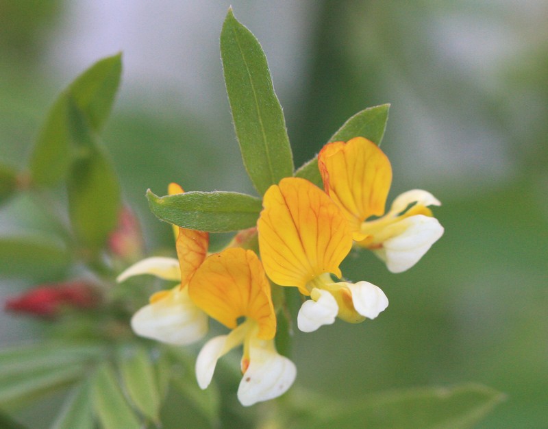 Streambank Bird's-Foot Trefoil photo 3