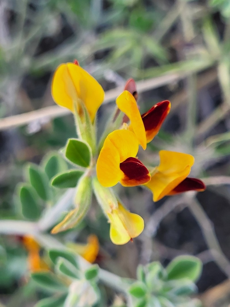Lotus oliveirae