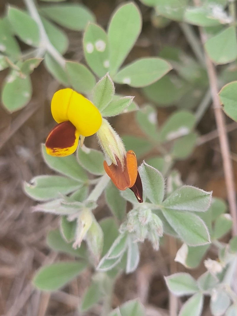 Lotus oliveirae photo 2