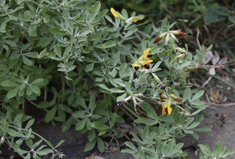 Lotus oliveirae photo 3