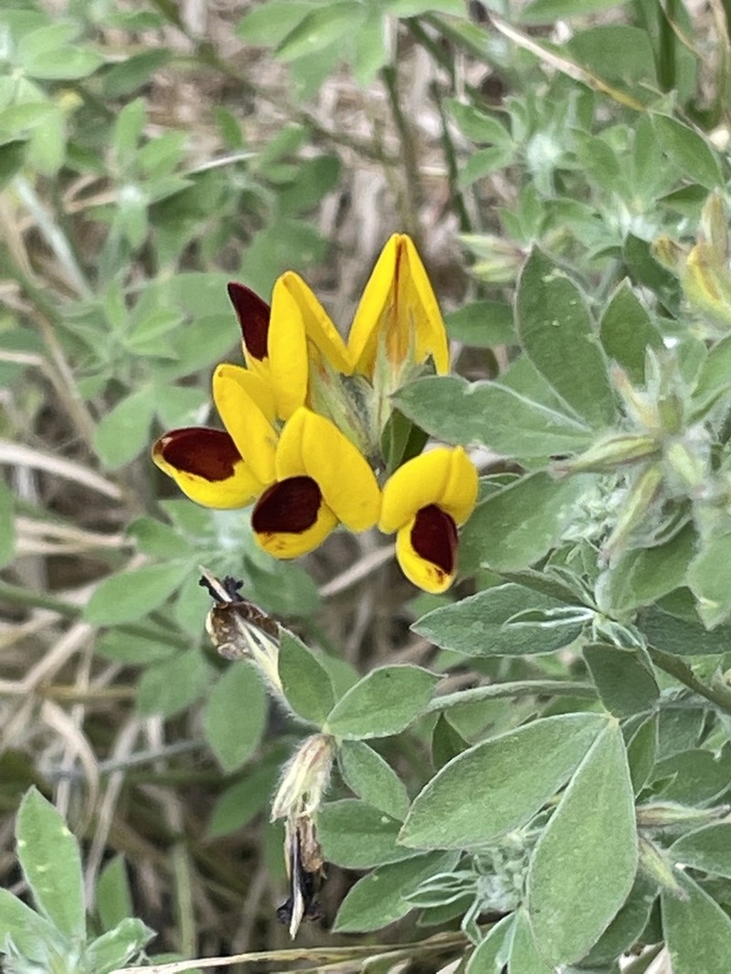 Lotus oliveirae photo 4