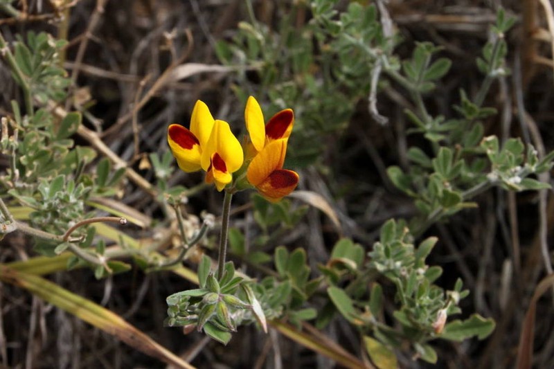 Lotus oliveirae photo 5