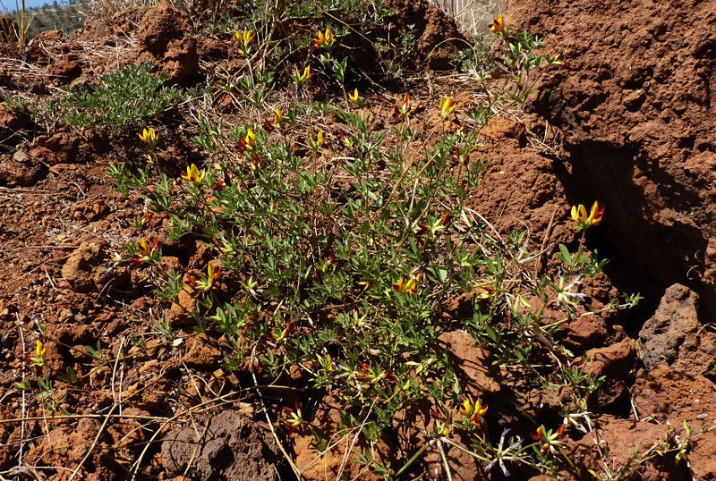 Lotus oliveirae photo 6