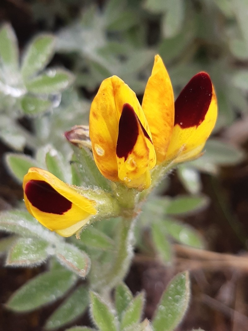 Lotus oliveirae photo 7