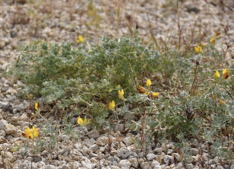 Lotus oliveirae photo 8
