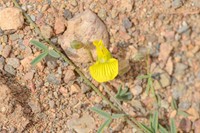 Lotus ononopsis