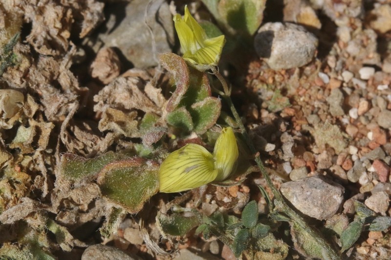 Lotus ononopsis photo 2