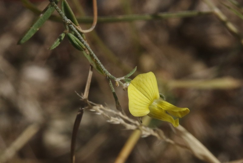 Lotus ononopsis photo 3