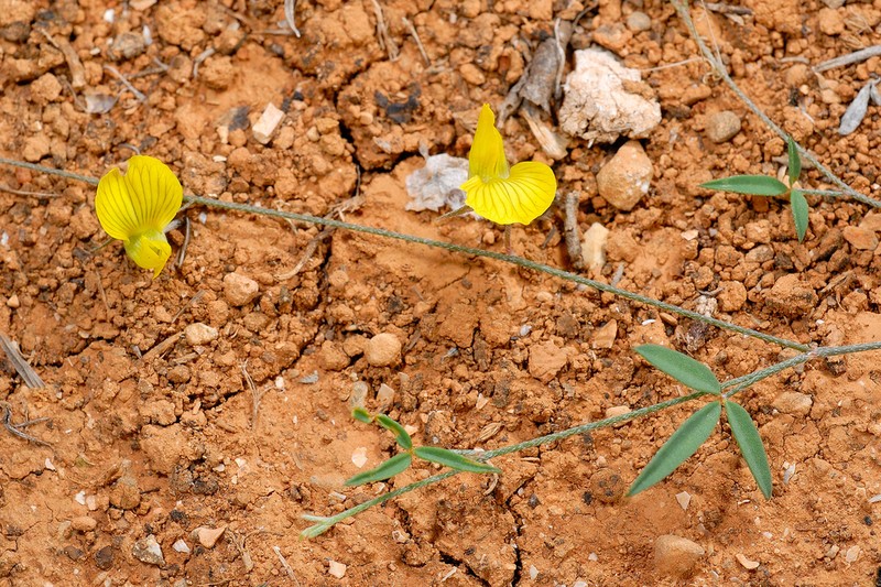 Lotus ononopsis photo 5
