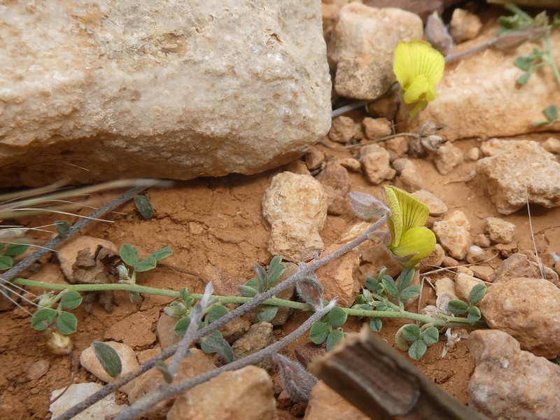 Lotus ononopsis photo 6