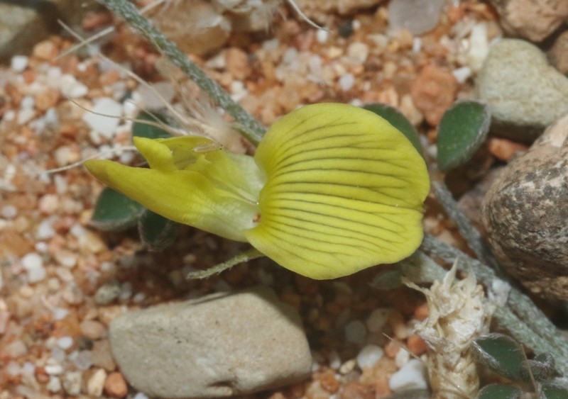 Lotus ononopsis photo 7