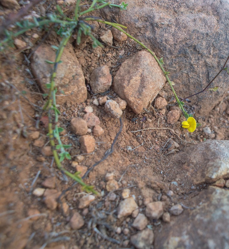 Lotus ononopsis photo 8