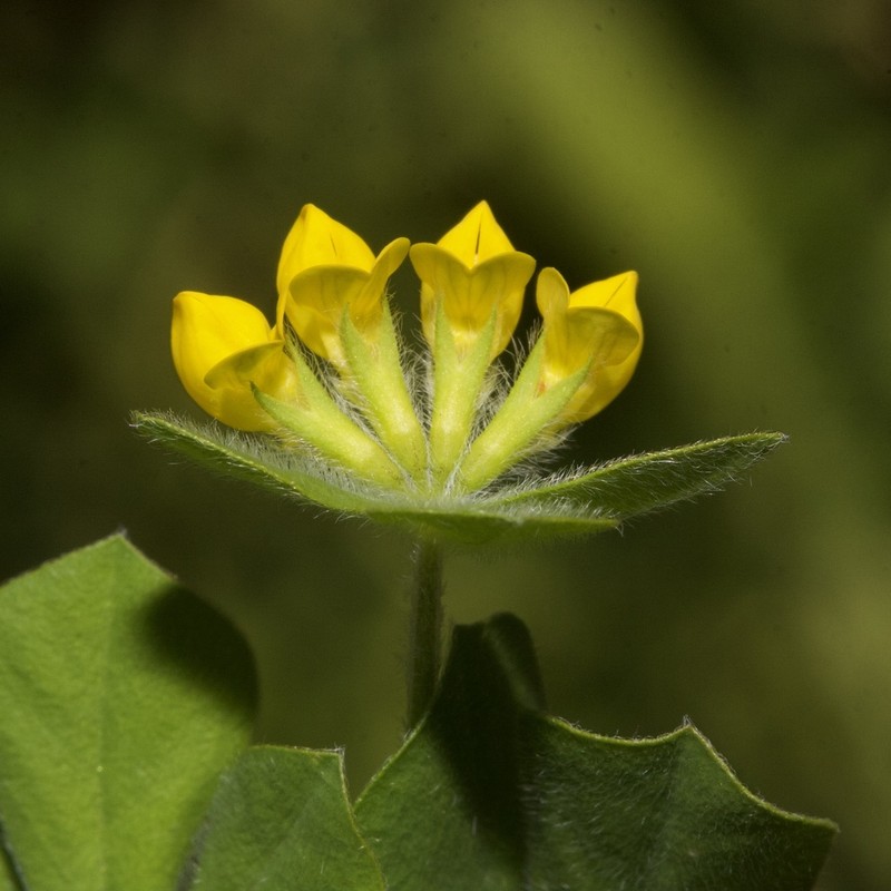 Lotus ornithopodioides photo 2