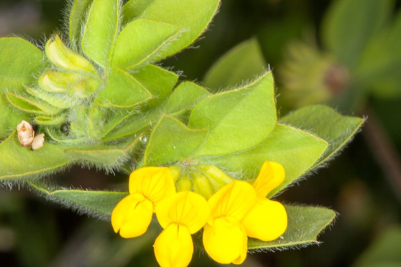 Lotus ornithopodioides photo 3