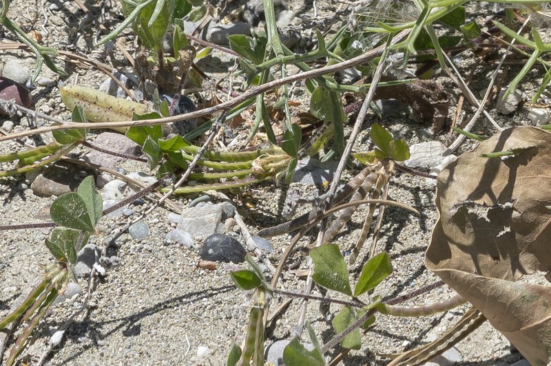 Lotus ornithopodioides photo 4