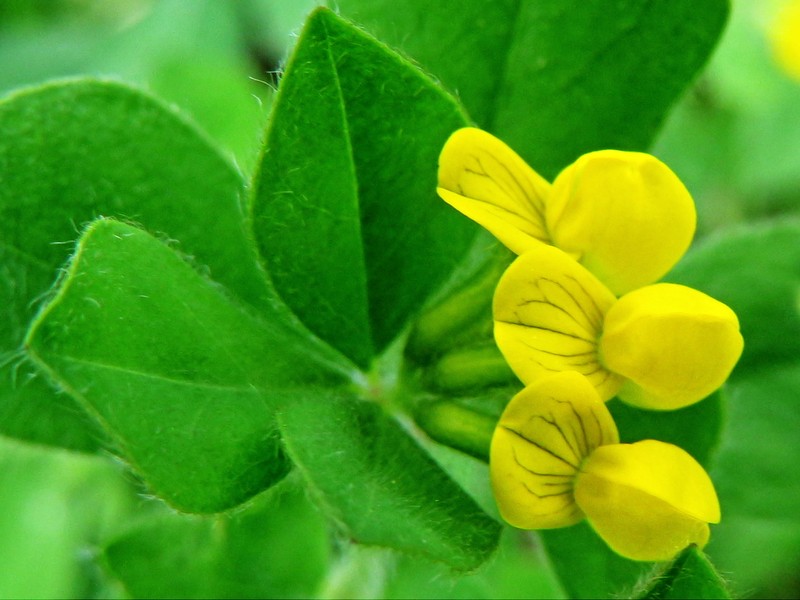 Lotus ornithopodioides photo 5