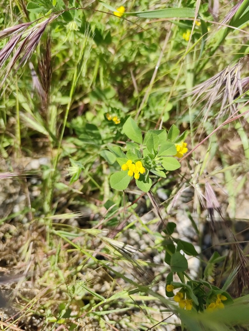 Lotus ornithopodioides photo 6