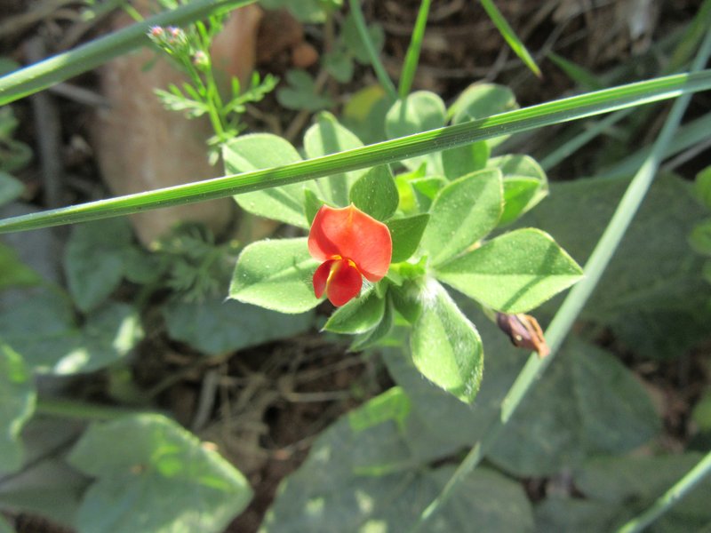 Lotus palaestinus