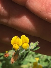 Lotus palustris