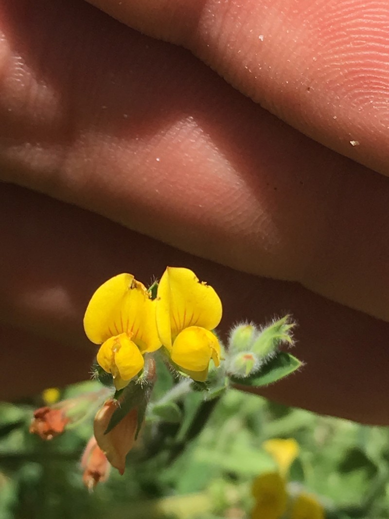 Lotus palustris