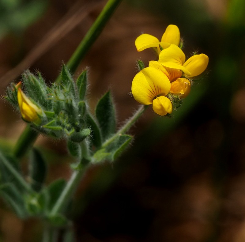 Lotus palustris photo 2