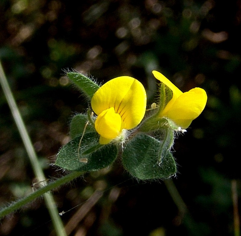 Lotus palustris photo 3