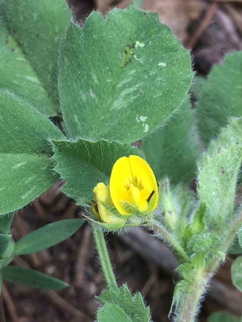 Lotus palustris photo 4