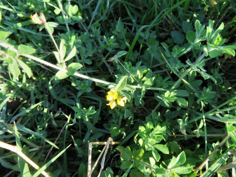 Lotus palustris photo 5