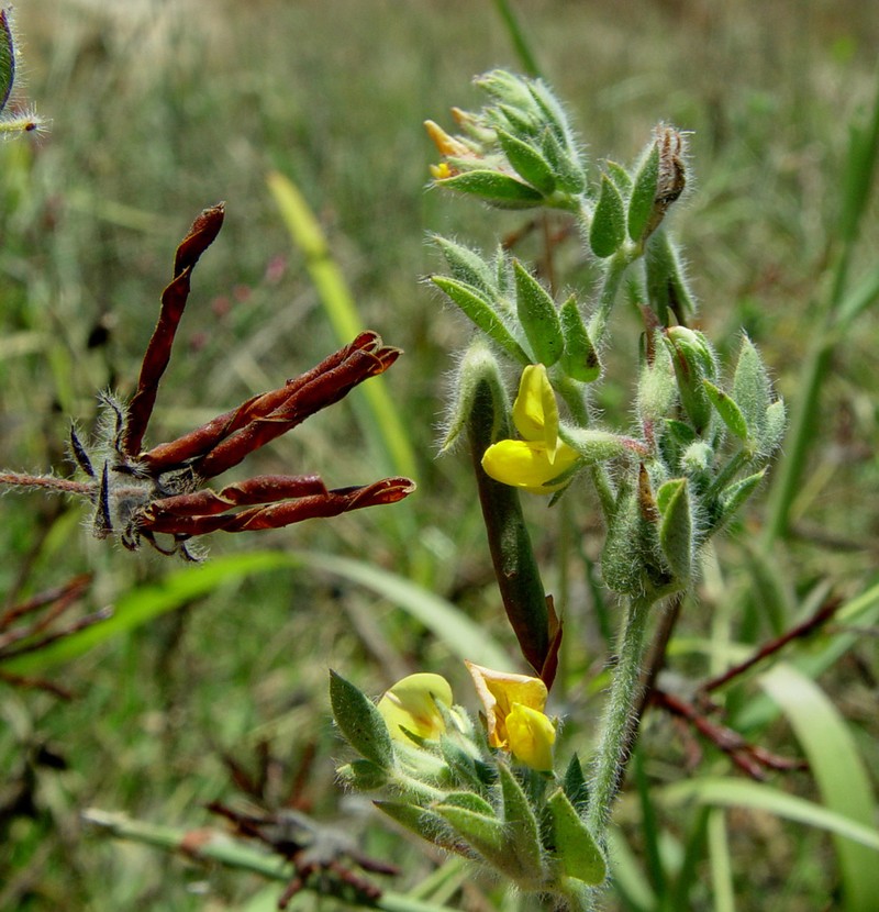 Lotus palustris photo 7