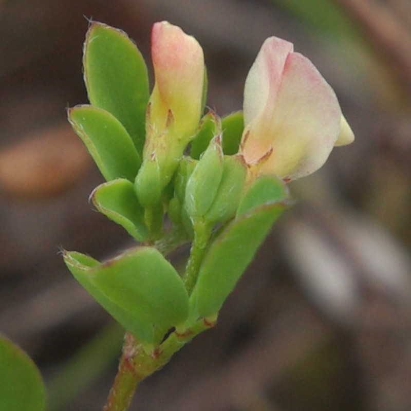 Smallflower Bird's-Foot Trefoil